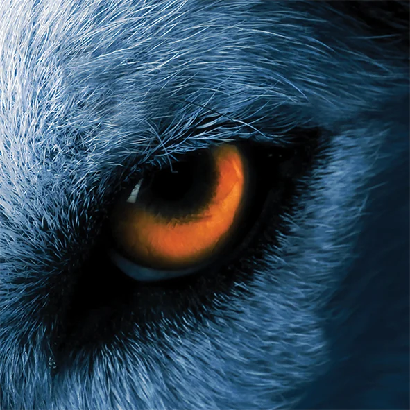 Alpha by Design animasyonu